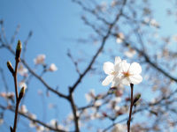 桜、その2（E-P3 ＋ 単焦点17mm）