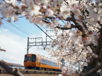 桜と近鉄特急（E-P3 ＋ 単焦点17mm）