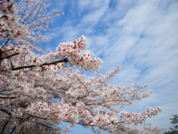 近所の公園の桜 2015