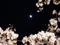 夜桜 '05